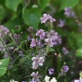 Lark Spur 'Misty Lavender'