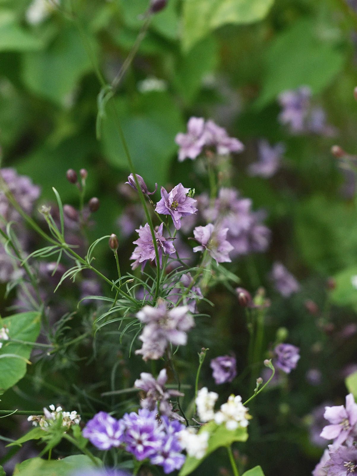 lavender spur flower Lark Spur 'Misty Lavender'
