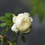 Modern shrub rose 'CLAIRE AUSTIN' Bare-root