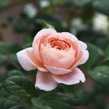 Modern shrub rose 'Queen of Sweden' Bare-root