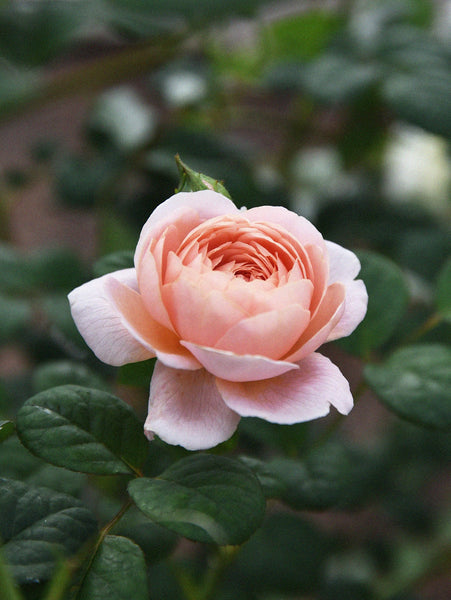 queen of sweden rose seeds Modern shrub rose 'Queen of Sweden' Bare-root