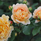 Modern shrub rose 'Golden Celebration' Bare-root
