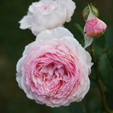Modern shrub rose 'James Galway' Bare-root