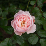 Modern shrub rose 'The Generous Gardener' Bare-root