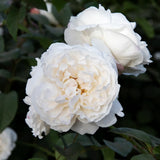 Modern shrub rose 'Winchester Cathedral' Bare-root
