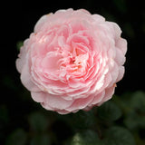 Modern shrub rose 'Queen of Sweden' Bare-root