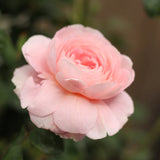 Modern shrub rose 'Queen of Sweden' Bare-root