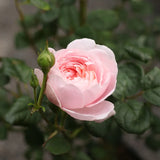 Modern shrub rose 'Queen of Sweden' Bare-root