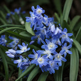 Pink Glory-of-the-Snow ‘Blue Giant’ ORGANIC