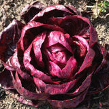 Rosensallat, Radicchio 'Grumolo Rosso'