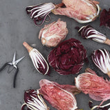 Radicchio 'Grumolo Rosso'