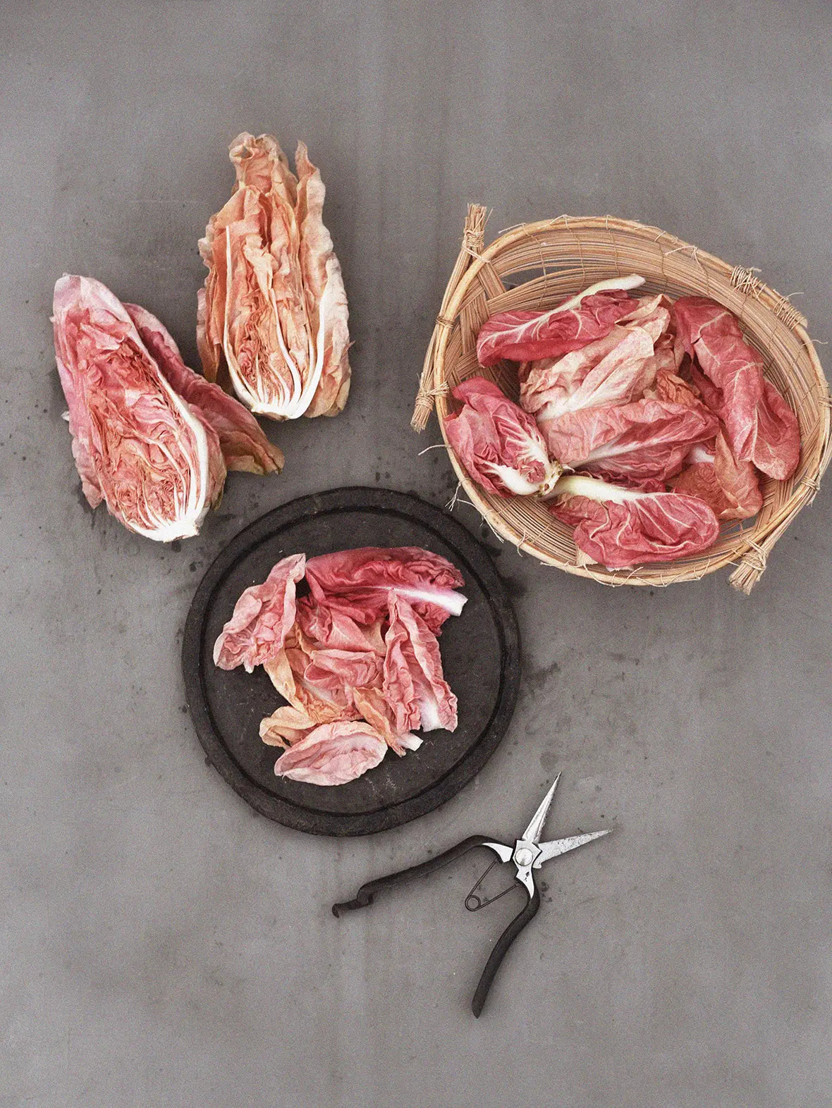 rosada seeds Radicchio 'Rosa Del Veneto 'Passerina' – Zetas Garden