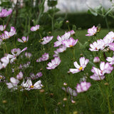 Rosenskära 'Fizzy Rose Picotee'