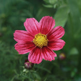 Cosmos 'Antiquity'