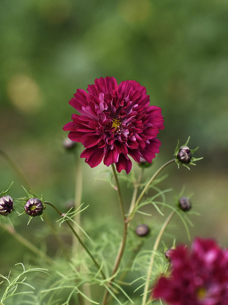 Cosmos 'Double Click Cranberries' – Zetas Garden - Online Store