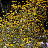 Rudbeckia  'Triloba'