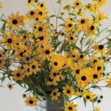 Rudbeckia  'Triloba'