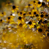 Rudbeckia  'Triloba'