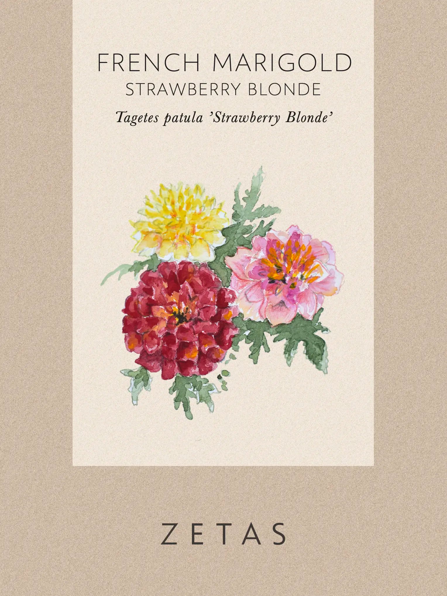 strawberry blonde marigold seeds French Marigold 'Strawberry Blonde'