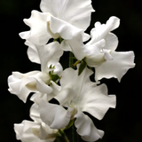 Sweet Pea 'White Frills'