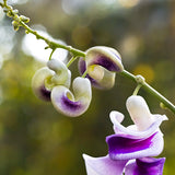 Snailflower