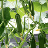 Snack Cucumber 'Kaikura' F1