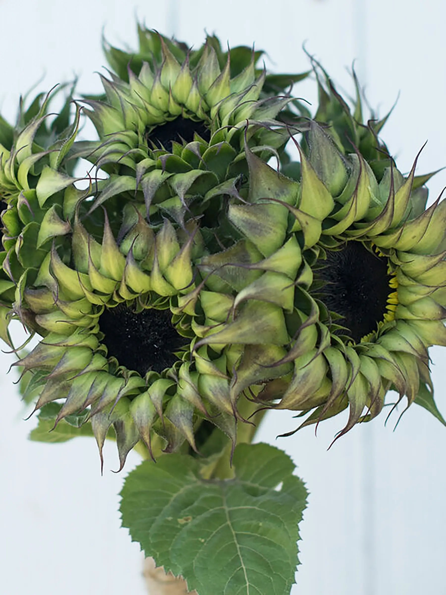 purple sunflower seeds for planting Sunflower 'Sunfill Purple' F1 – Zetas Garden