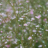 Baby's-Breath 'Rosea'