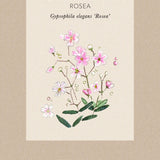 Baby's-Breath 'Rosea'