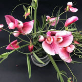 Tangier Pea 'Roseus'