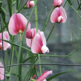 Tangier Pea 'Roseus'