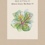 Spenat 'Red Kitten'