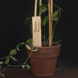 Wooden plant labels