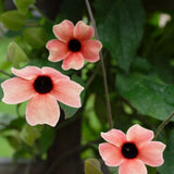 Black Eyed Susan 'African Sunset'