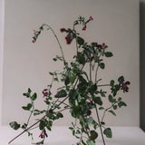 Scented Candle 'Black Currant Sage' 350 g