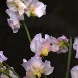 Sweet Pea 'April in Paris'