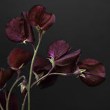 Sweet Pea 'Midnight'