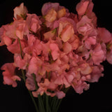 Sweet Pea 'Clementine Kiss'