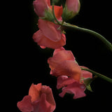 Sweet Pea 'Maloy'