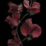 Sweet Pea 'Spring Sunshine Burgundy'