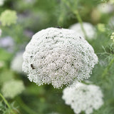 Bishop's Weed 'Green Mist