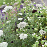 Bishop's Weed 'Green Mist