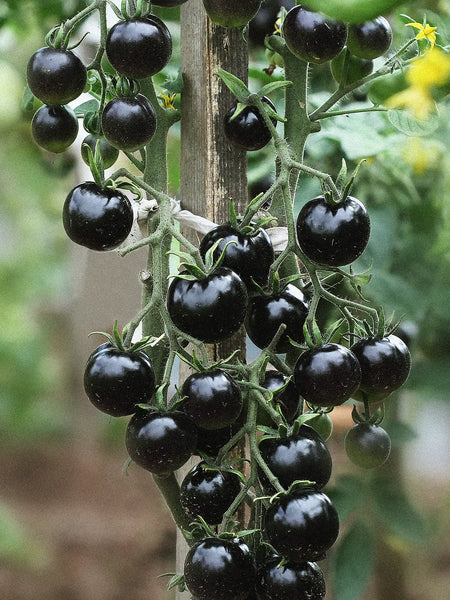 Tomato 'Indigo Rose'