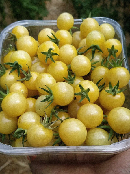 tomato Amazon.com : Edox (F1) Tomato Seeds (95 Seeds) Seeds for