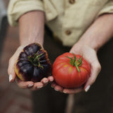 Tomato nutrient for better-tasting tomatoes