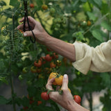 Tomato nutrient for better-tasting tomatoes