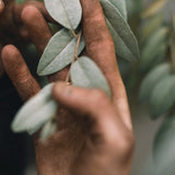 Hand Wash Refill 'Silverberry' 500 ml