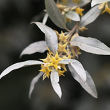 Hand Wash Refill 'Silverberry' 500 ml