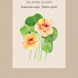 Nasturtium 'Gleam Salmon'