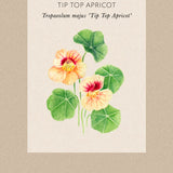 Nasturtium 'Tip Top Apricot'